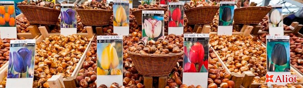 Продажа луковицы тюльпана на выгонку